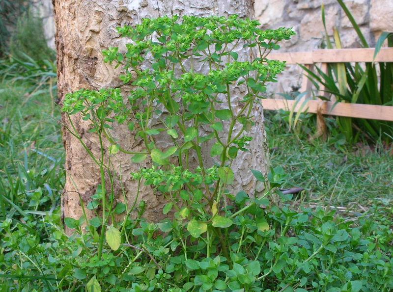 Euphorbia peplus / Euforbia minore